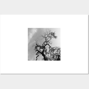 Old Spooky Bare Tree Branches Posters and Art